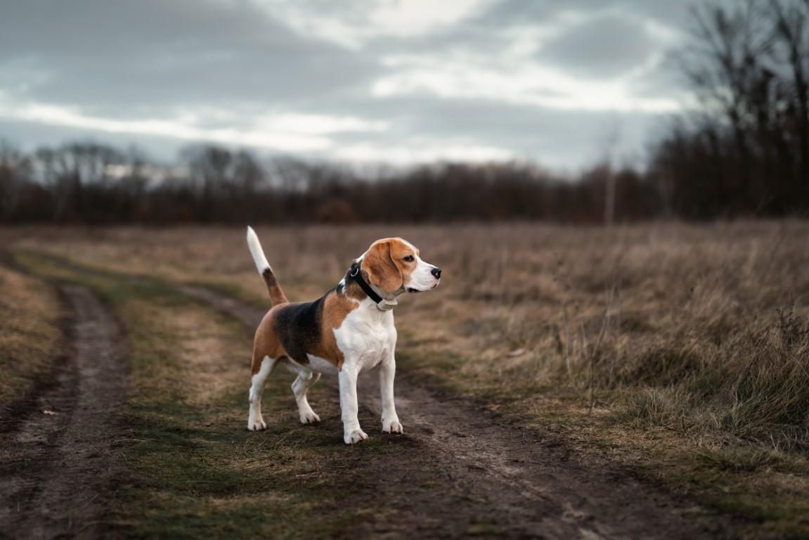 Beagle dog against overcast autumn nature background