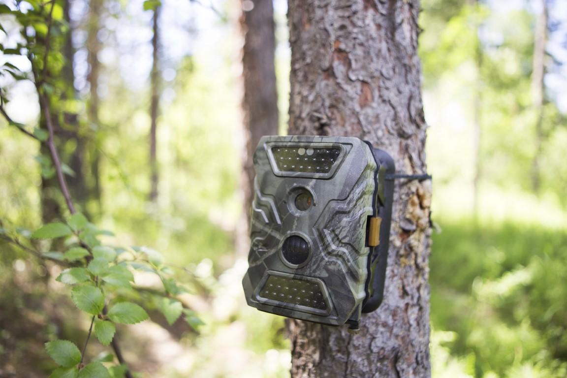 Photocameras are mounted on a tree in the forest